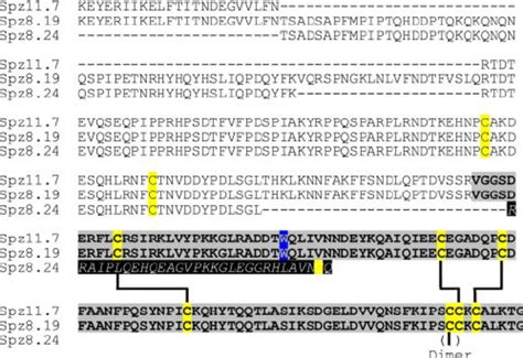 Sequence Alignment Of Spa Tzle Isoforms Used In This Study Shown