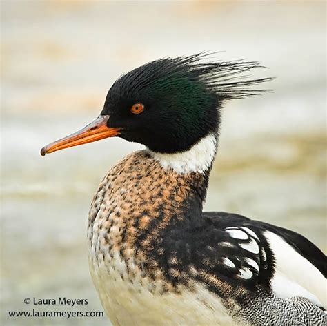 Red-breasted Merganser Close Up - Laura Meyers Photograpy