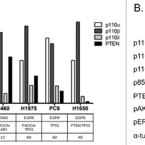 Expression Of Class Ia Pi K P Isoforms And Pten Among Nsclc Cell