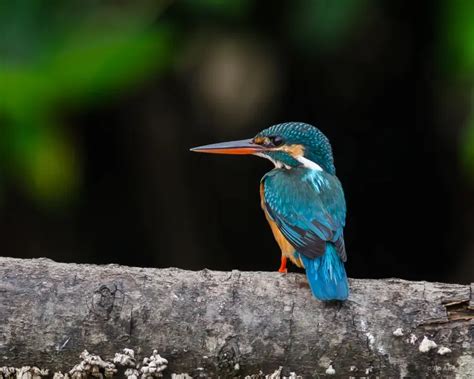 Common Kingfisher - Facts, Diet, Habitat & Pictures on Animalia.bio