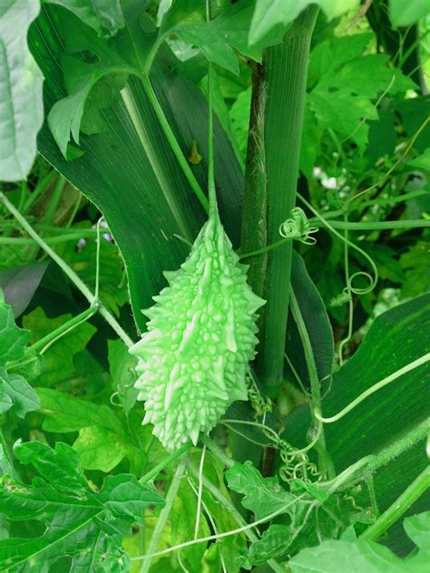 Vegetable Bitter Gourd Free Photo On Pixabay