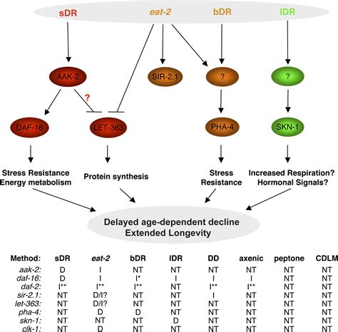 An AMPK FOXO Pathway Mediates Longevity Induced By A Novel Method Of