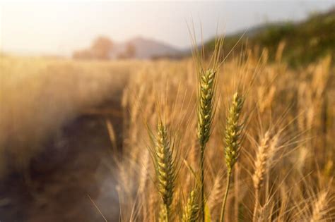 Campo De Cebada En Cosecha De Poca Al Atardecer Foto Premium