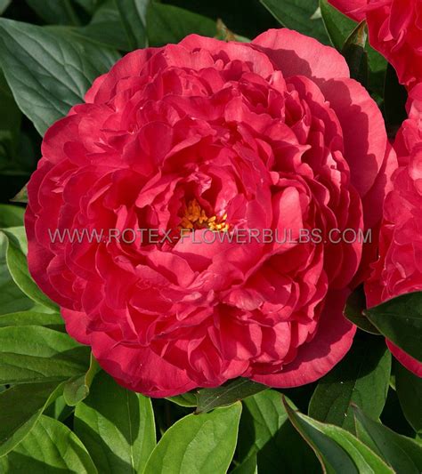 Paeonia Peony Double Karl Rosenfield Eye Loose P Open Top