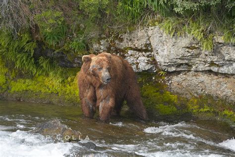 Brown Bear Grizzly Bear Ursus Arctos Brooks River Katmai National