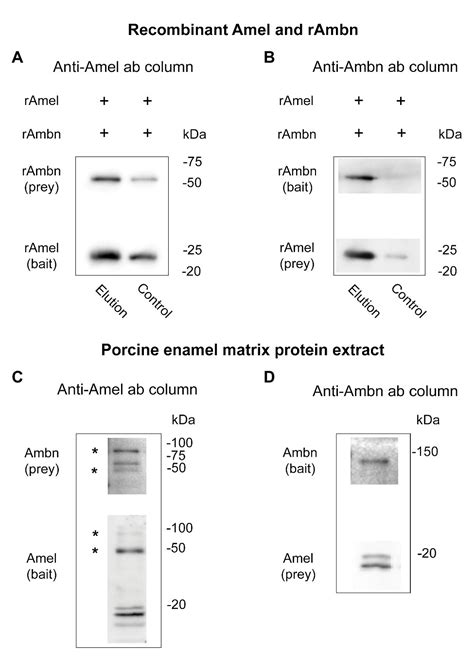 Frontiers Co Immunoprecipitation Reveals Interactions Between