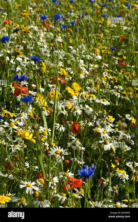 dh WILDFLOWERS UK Wild flowers on RSPB nature reserve Stock Photo - Alamy