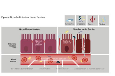 Strengthening the intestinal barrier function to reduce symptoms of ...