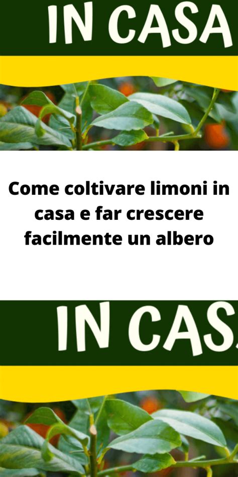 Come Coltivare Limoni In Casa E Far Crescere Facilmente Un Albero Artofit