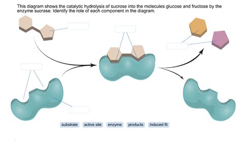 Solved This diagram shows the catalytic hydrolysis of | Chegg.com