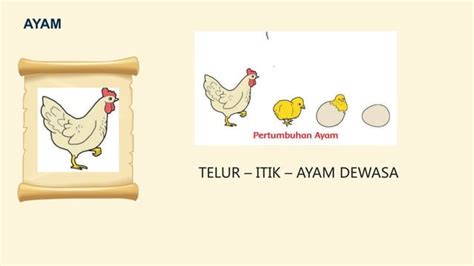 Tema 1 Kelas 3 Pertumbuhan Dan Perkembangan Hewan PPT