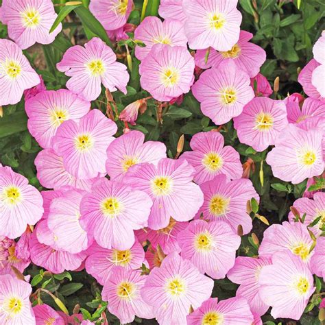 Primrose Seeds - Showy Evening Primrose Flower Seed