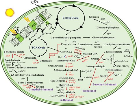 A schematic representation of biochemical pathways used for butanol ...