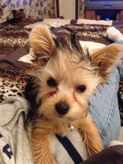 Bad Hair Day Bad Hair Day Hair Day Yorkie