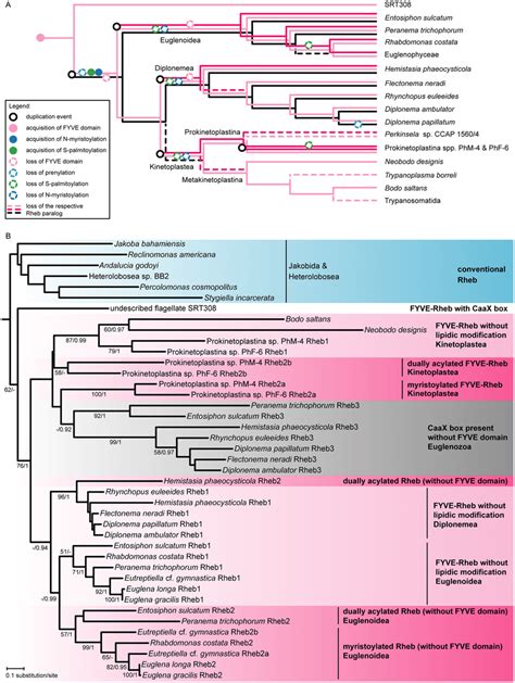 Rheb Evolution In The Euglenozoa A Inferred Origin Loss And