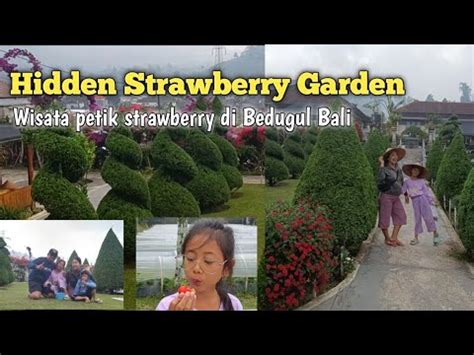 hidden strawberry garden wisata petik langsung strawberry  bedugul