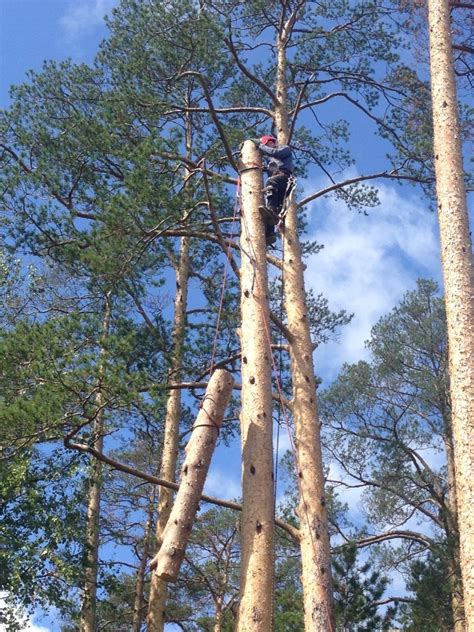 Сухая сосна (63 фото)