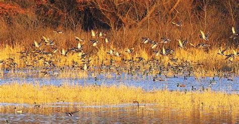 Waterfowl Hunting Tips | Ducks Unlimited