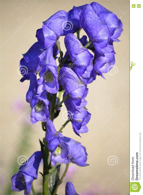 Aconitum Napellus Also Known As Monkshood Stock Image CartoonDealer