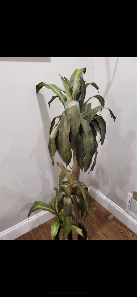 Wilting Dracaena Zone 5 Help Rplantclinic