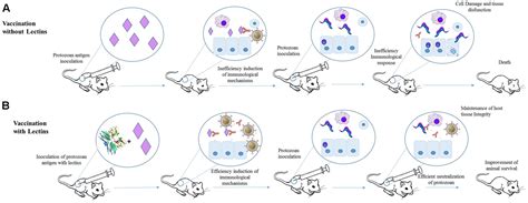 Frontiers Targeting The Immune System With Plant Lectins To Combat