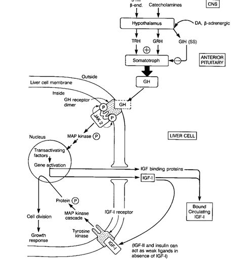 Hormone De Croissance