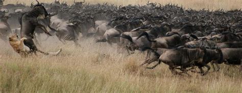 Amazing Facts About Wildebeest Migration Tanzania Safaris Kenya