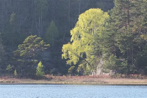 Godkjent Forvaltningsplan For Svingervann Naturreservat