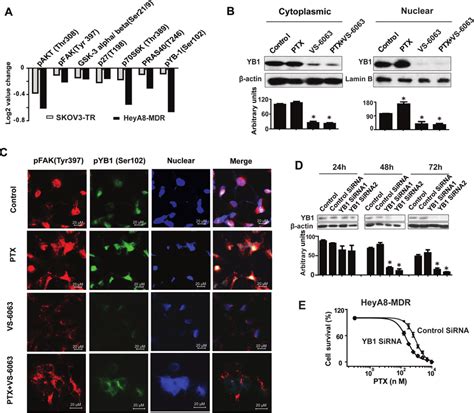 Vs Restores Yb Mediated Paclitaxel Ptx Resistance A