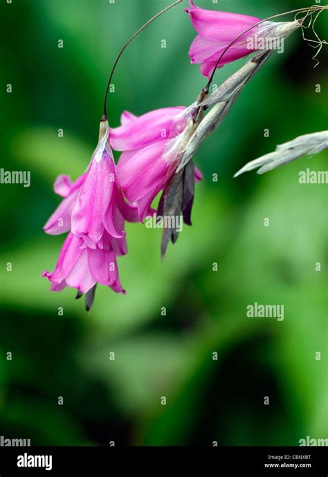 Dierama Pulcherrimum Closeup Bright Pink Petals Flowers Summer