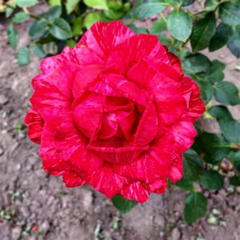 Как я полюбила розы | oblacco