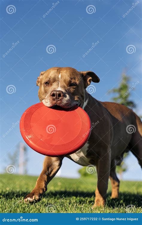 Dog Playing with Frisbee Portrait Stock Photo - Image of flying ...