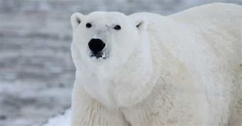 Perché l’orso polare è in via di estinzione? - inNaturale