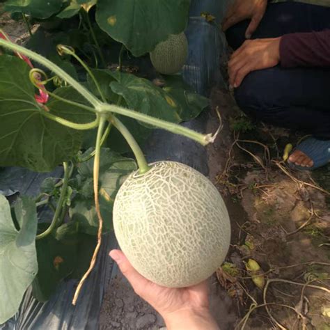 Hybrid F1 High Qualily Sweet Musk Melon Hami Melon Seeds For Growing