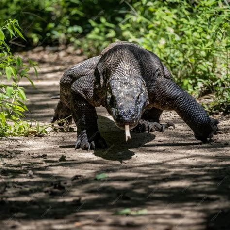 Premium Photo A Komodo Dragon Is Walking On A Path In The Jungle