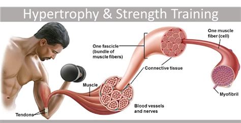 Muscle Hypertrophy How Do Muscles Grow • Bodybuilding Wizard