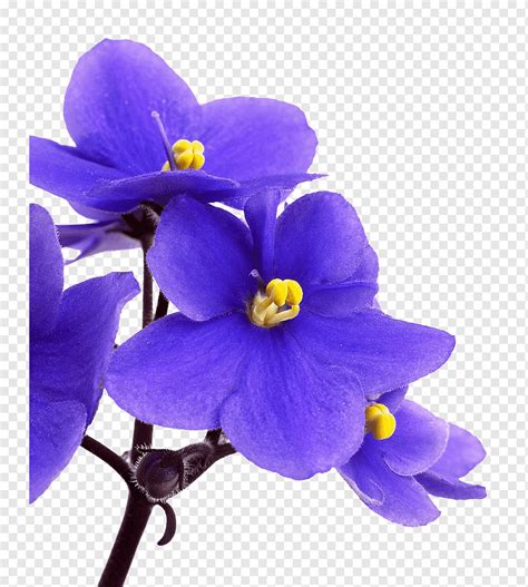 Descobrir 92 Imagem Flor Violeta Azul Br Thptnganamst Edu Vn