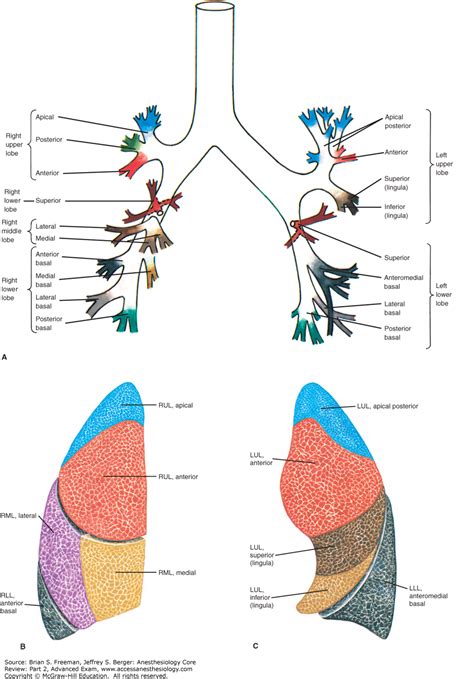 Lung Segmental Anatomy