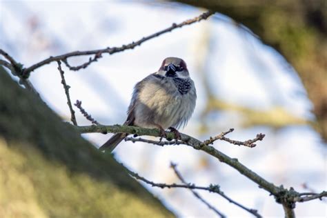 Tree Sparrow Passer Montanus Free Stock Photo - Public Domain Pictures