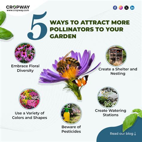 Transform Your Garden Into A Pollinator Friendly Oasis 5 Essential