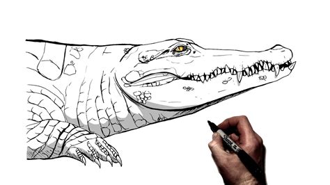 How To Draw A Crocodile Step By Step Youtube