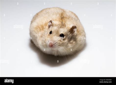 Russian dwarf hamster photographed against clean white background Stock ...