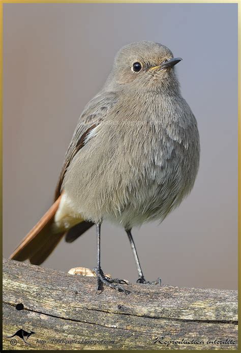 Black Redstart female | Focusing on Wildlife