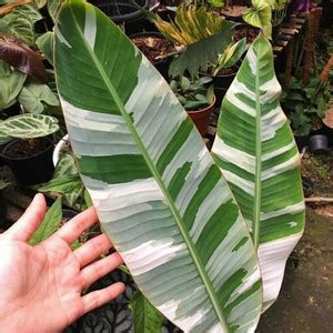 Jual Ss Tanaman Hias Pisang Variegata Musae Jakarta Selatan Ummu