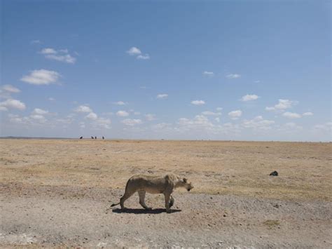 Da Nairobi Safari Di Giorni Nel Parco Nazionale Amboseli Getyourguide