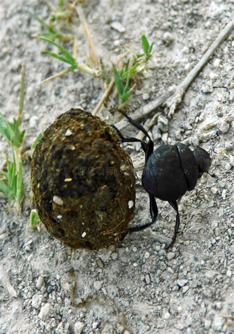 Dung Beetle Rolling Dung In Gat Stock Afbeelding Image Of Kamperen