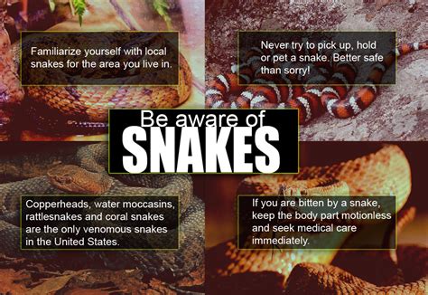 Snakes Safety Moody Air Force Base Article Display