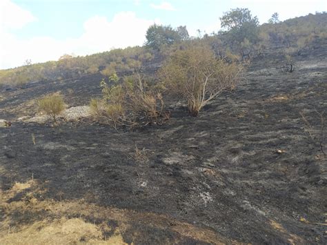 Camerino Vasto Incendio In Un Area Boschiva A Morro In Corso Le