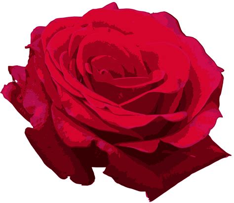 Red Rose PNG Image Transparent | OnlyGFX.com