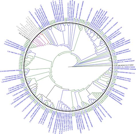 Hiv 1 Integrase Molecular Phylogenetic Analysis Inferred By The Maximum